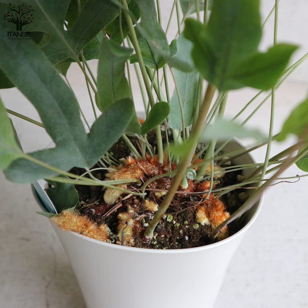 Amazon｜フレボディウム・ブルースター 6号鉢【品種で選べる観葉植物